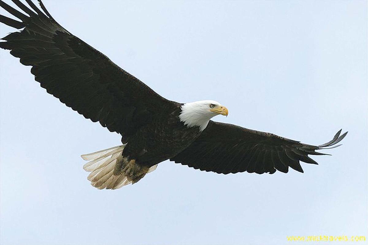 Eagles and the Genius of Bird Flight