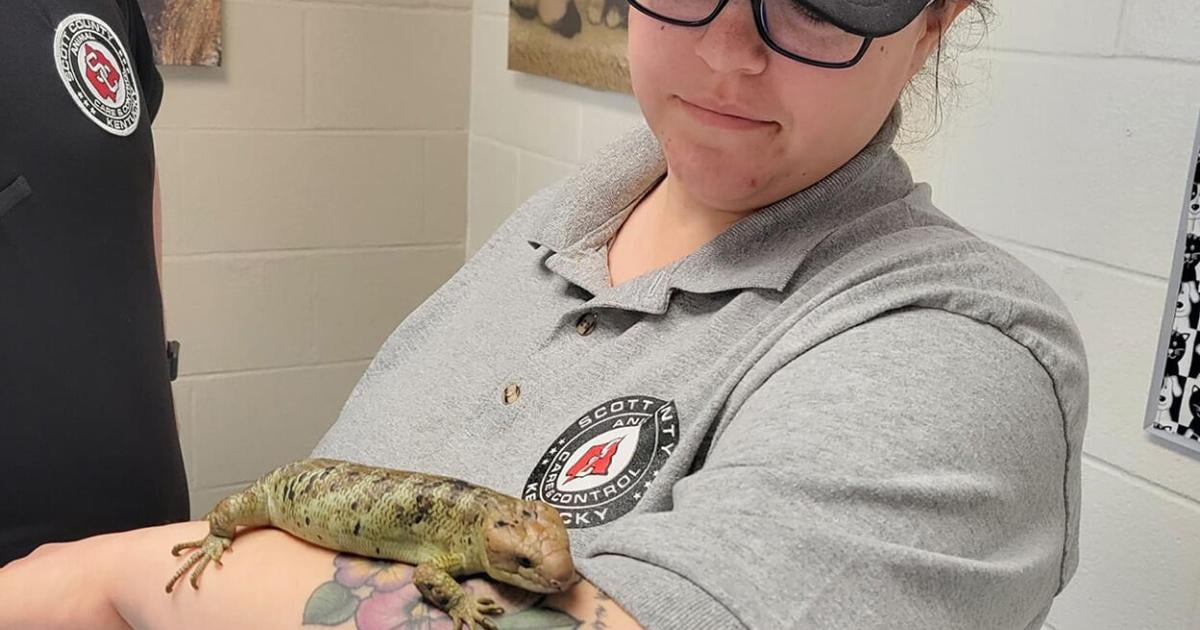 Stolen skink returned to pet shop | News