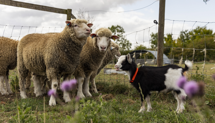 GOATBED / お前の犬になりたい＆ Kill 2 Birds with 1 GOATBED / お前の犬になりたい＆ Kill 2 Birds with 1 I got