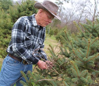 Christmas Tree Farms Close News News Herald Net