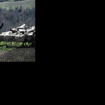 Greek authorities have strongly opposed vaccination, arguing that the antibodies they create can backfire by giving false signals of infection