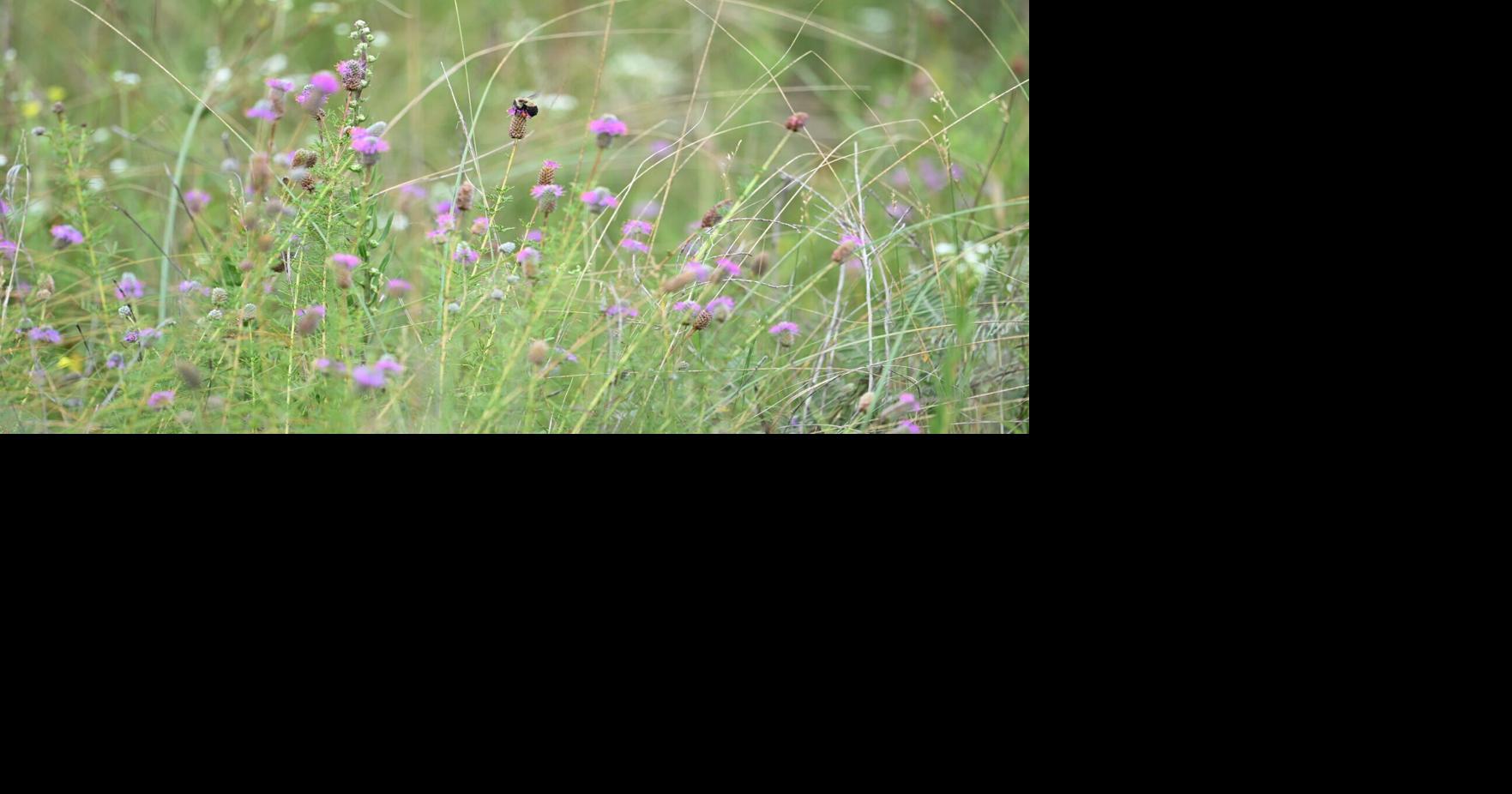 Wisconsin Assembly authorizes trimmed-down Knowles-Nelson stewardship program