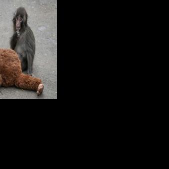 Baby monkey Punch acclimatising, making new friends at Japan zoo