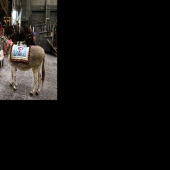 Handler Angelina Borello pets Wanda as they wait backstage ahead of the donkey's star turn in the Metropolitan Opera's "La Boheme"