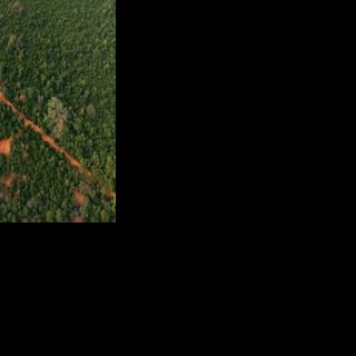 The Achimota Forest is a stretch of green in Ghana's capital Accra