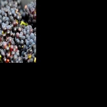 Pinot noir grapes have been cultivated in France for 600 years