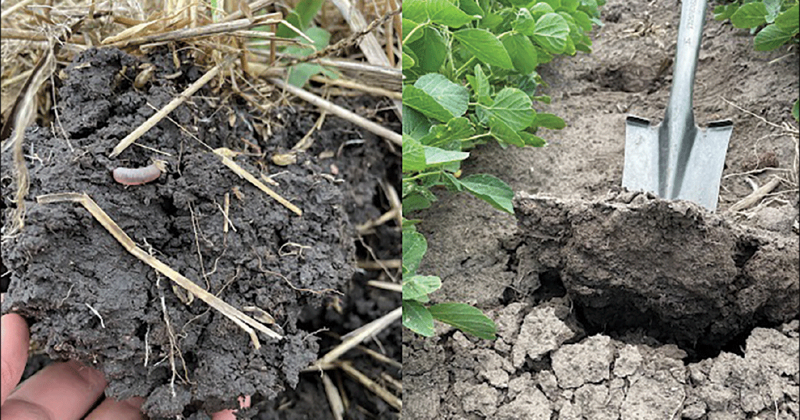 Healthy soil (left) vs compacted soil