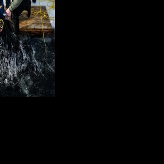 A participant in the Polar Scientific Diving program is lifted out of the water by colleagues