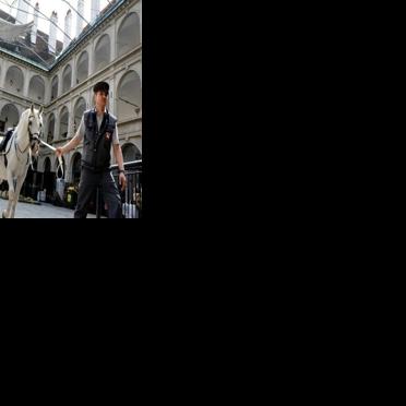 Vienna's Spanish Riding School probed over animal abuse claims