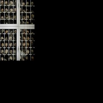 Skulls of victims of 1944 Distomo massacre, one of the most notorious carried out by the Nazis in Greece