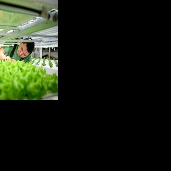 In a makeshift greenhouse close to the Arctic Circle Palli Fleischer-Lyberth grows vegetables using innovative techniques such as vertical farming and advanced hydroponics