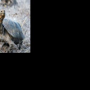 A photo from Ecuador's environment ministry shows one of the giant tortoises released by park rangers on Floreana Island in the Galapagos