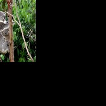 The koala population in Australia's eastern state of New South Wales is threatened with extinction, environmentalists say