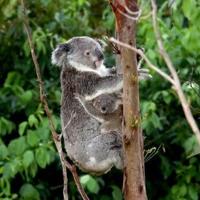 The koala population in Australia's eastern state of New South Wales is threatened with extinction, environmentalists say
