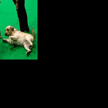 Chunky canines: Study reveals dog obesity gene shared by humans | National