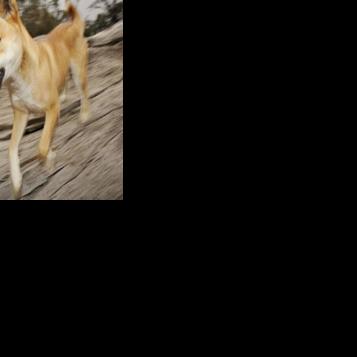 Backlash as Australia kills dingoes after backpacker death