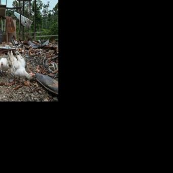 Geese walk amidst the rubble after a bomb was dropped by the Ecuadoran army near the Colombian border