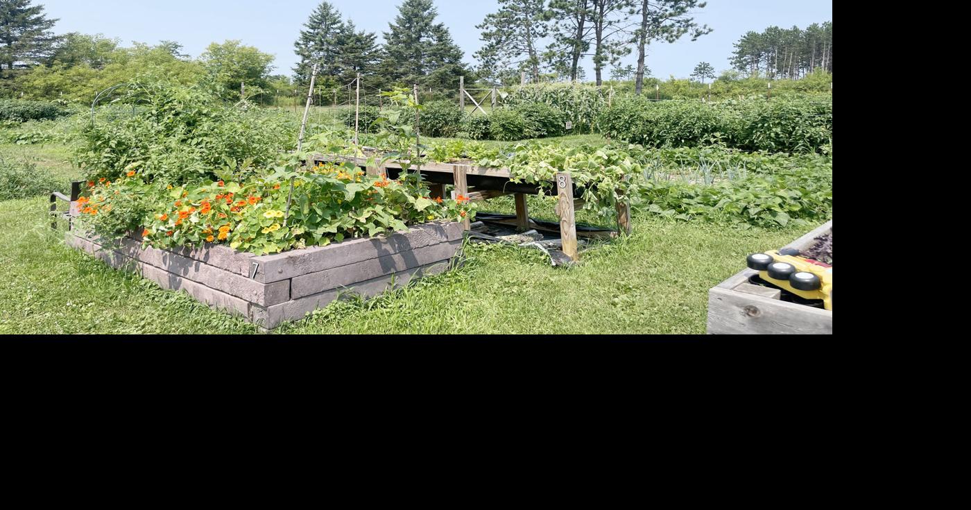 Community Garden bounty makes it all about freshness