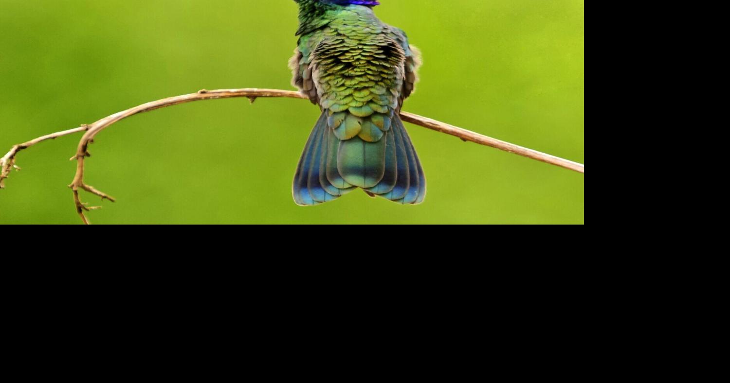 Birds around the world are getting smaller