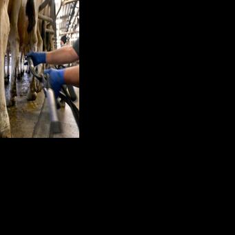 While New Zealand consumers are feeling the dairy price pinch, the overall economy is benefiting as exporters cream off larger profits from sales overseas.
