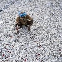 India's fishing industry is one of the low-margin, labour-intensive sectors that US tariffs threaten to upend