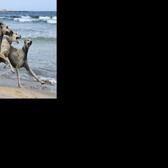 Unregulated crossbreeding and habitat shifts put the age-old North African Sloughi at risk