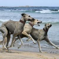 Unregulated crossbreeding and habitat shifts put the age-old North African Sloughi at risk