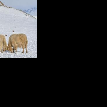 Bishkek is promoting yaks as a sustainable option