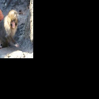 Punch is often seen clinging to a plush orangutan from IKEA