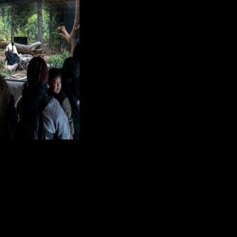 Popular panda twins Lei Lei and Xiao Xiao will depart from a Tokyo zoo for China, leaving Japan without any of the beloved bears for the first time in more than 50 years