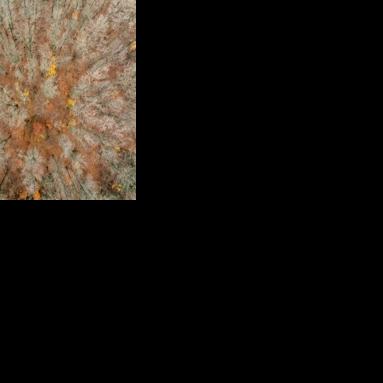 A beech forest in Saxony-Anhalt state is providing biomass for Germany's chemicals industry