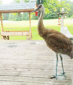 Hungry bird