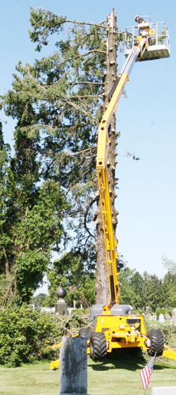 Tree work is a tall order