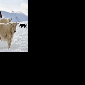 Yaks hold deep cultural and symbolic importance in the traditionally nomadic country