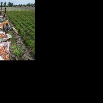 Pakistan's fertiliser sector is somewhat shielded from the Gulf supply shocks, but food security could be impacted by higher transportation costs