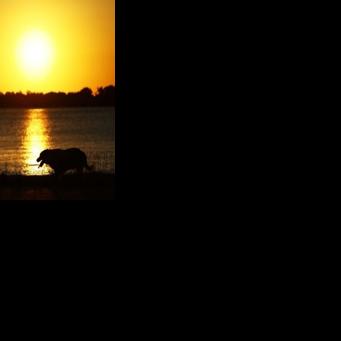 A woman walks her dog at sunset in Porto Alegre, Brazil