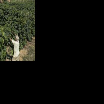 An impending deal between the EU and South American countries allows for preferential exports of European cars, machinery, wines, and spirits to the Mercosur bloc, which will in exchange have easier access for its beef, sugar, rice, honey and soy