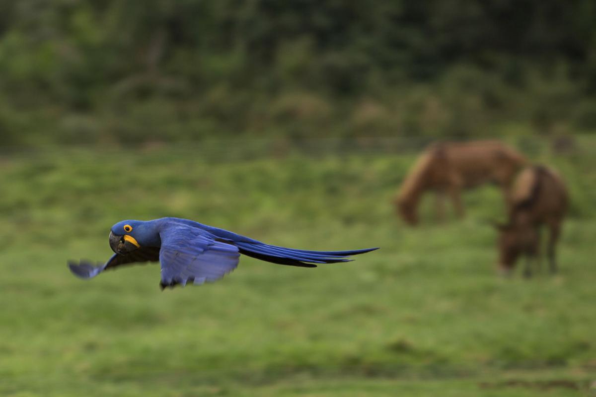 Brazil Wetland Cowboys Photo Gallery