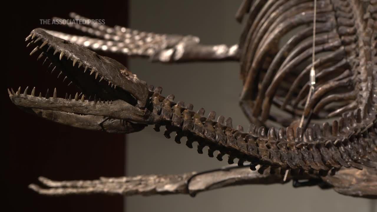 A T. Rex Sold for $31.8 Million, and Paleontologists Are Worried, Science