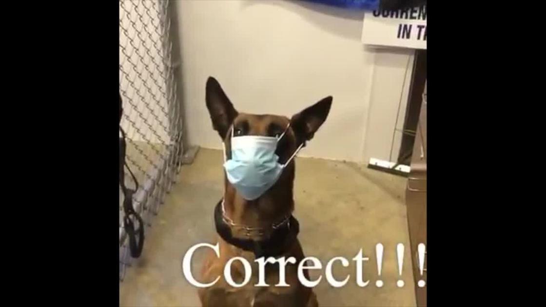 Police dog demonstrates correct way to wear a face mask National
