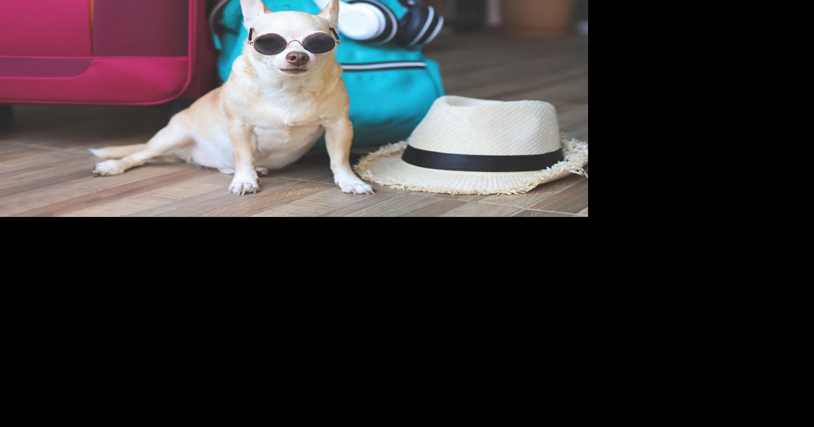 Top 5 petfriendly hotel chains in the US