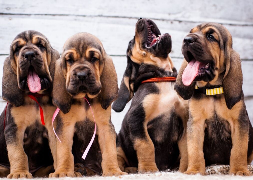 how to get a pet passport for a bloodhound in italy