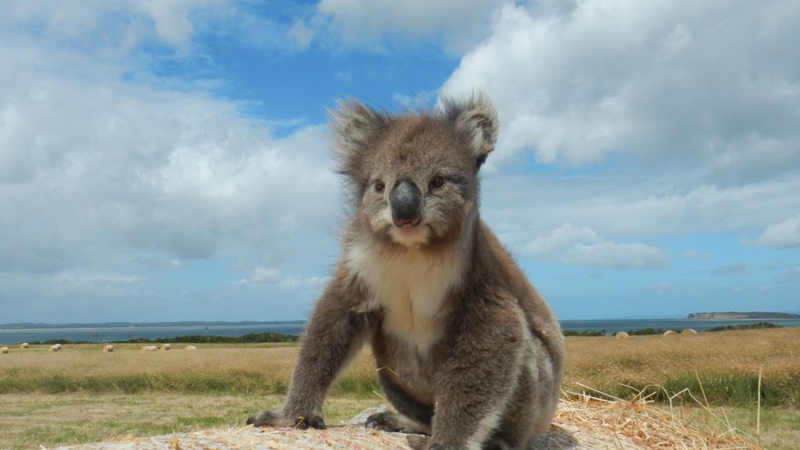 We Saw A Ba Elephant Vacationing In Africa Angkoo We Saw A Ba Elephant Vacationing In Africa Angkoo
