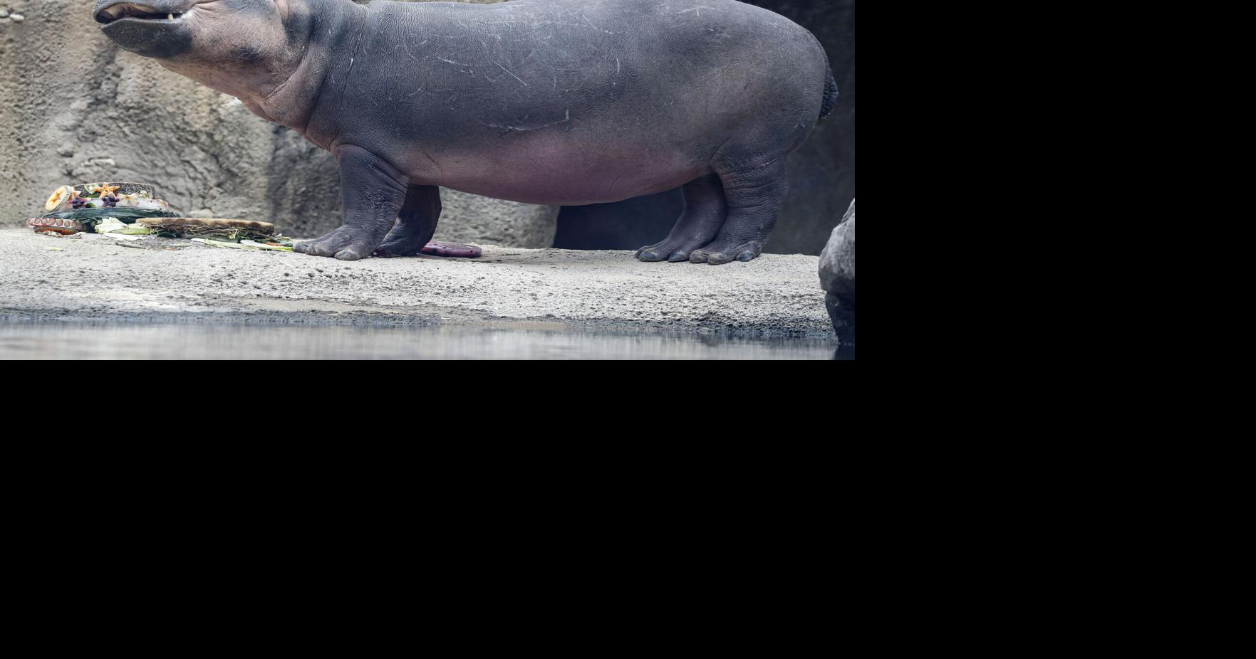 Cincinnati Zoo's beloved hippo Fiona celebrates 4th birthday(02)