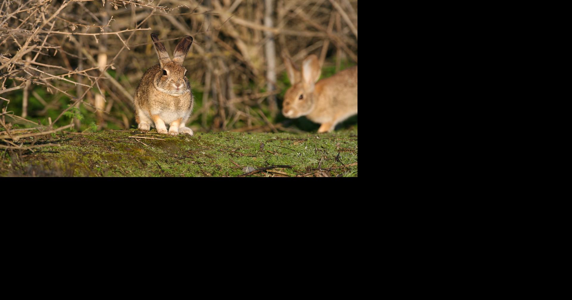 Rabbits are facing a deadly virus of their own