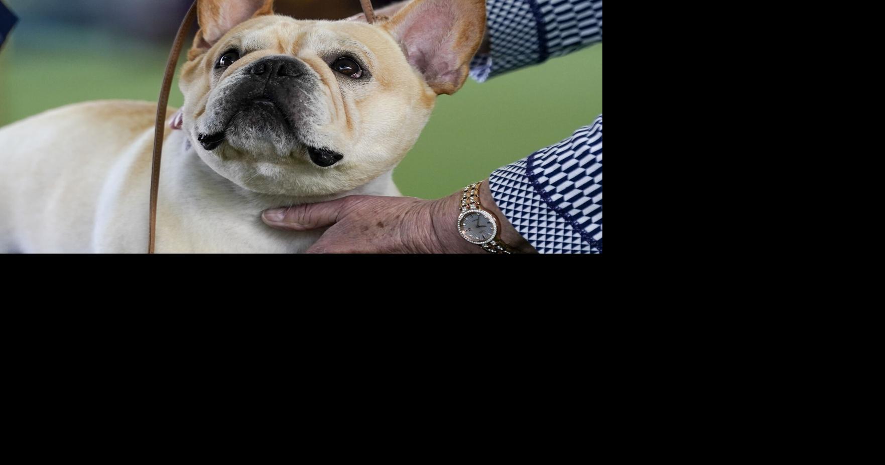 The Frenchie becomes a favorite — and a dog-show contender