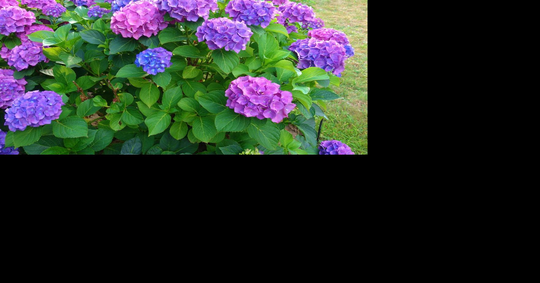 GARDENING When it comes to pruning hydrangeas, be sure to know which variety you're growing Rosanne Loparco USA Today Network May 22, 2026 38 mins ago