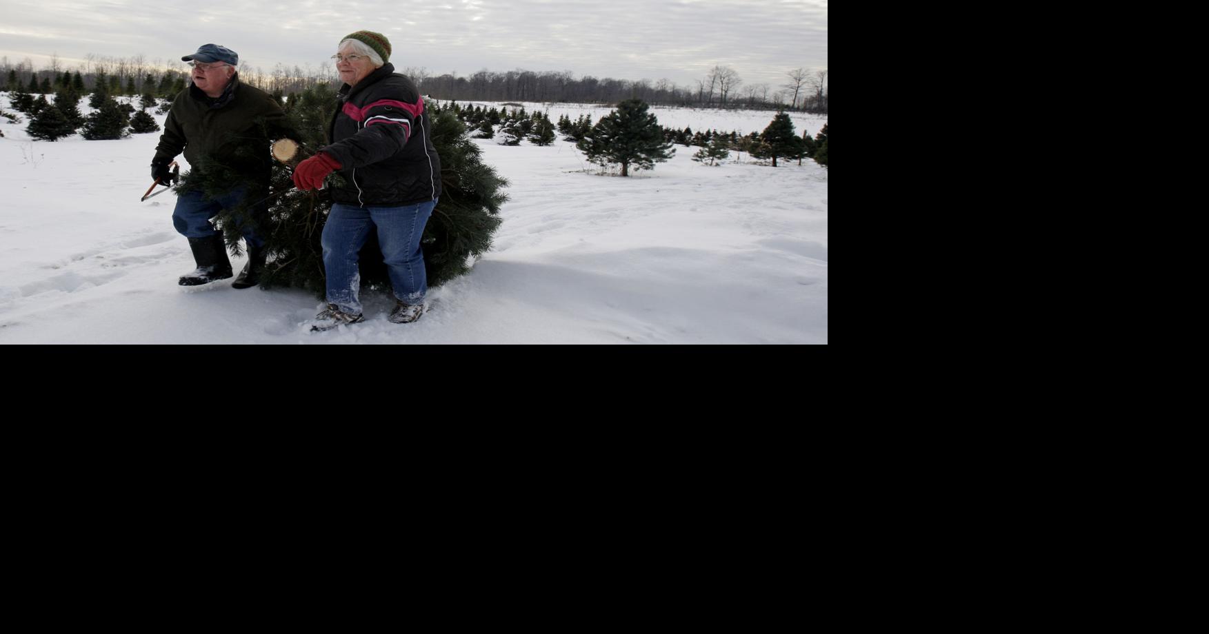 5. Bring a partner when cutting your own tree