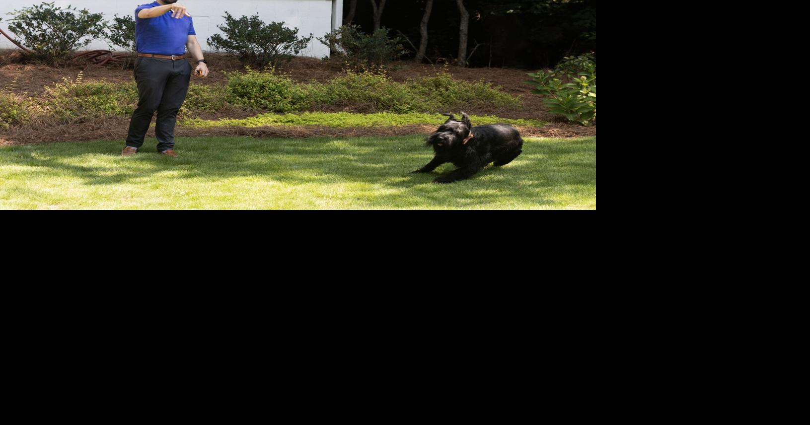 When training your dog yourself is not enough, Fido goes to school