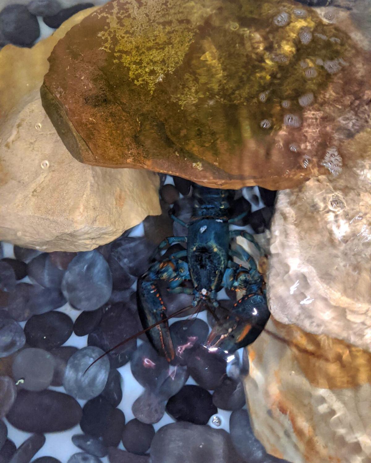 A Red Lobster employee found a rare blue lobster. The ...